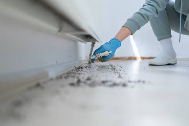 Flea Control Services in Pembroke Pines, FL